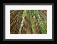 Redwoods Forest IV Fine Art Print
