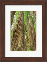 Redwoods Forest III Fine Art Print