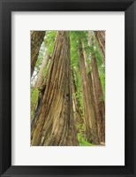 Redwoods Forest III Fine Art Print