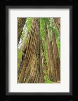 Redwoods Forest III Fine Art Print