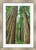 Redwoods Forest II Fine Art Print