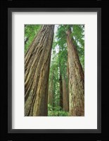 Redwoods Forest II Fine Art Print