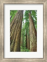 Redwoods Forest II Fine Art Print