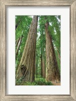 Redwoods Forest I Fine Art Print