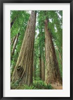 Redwoods Forest I Fine Art Print