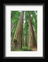Redwoods Forest I Fine Art Print