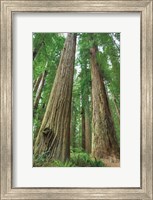 Redwoods Forest I Fine Art Print