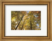 Autumn Forest III Fine Art Print