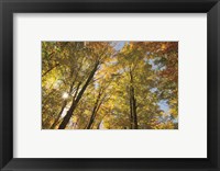 Autumn Forest III Fine Art Print