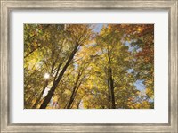 Autumn Forest III Fine Art Print