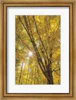 Autumn Forest II Fine Art Print