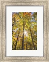 Autumn Forest I Fine Art Print
