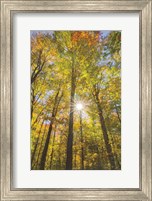 Autumn Forest I Fine Art Print