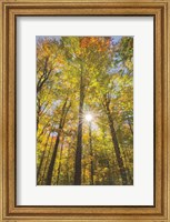 Autumn Forest I Fine Art Print