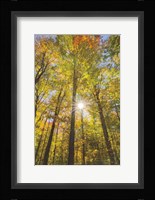 Autumn Forest I Fine Art Print