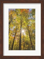 Autumn Forest I Fine Art Print