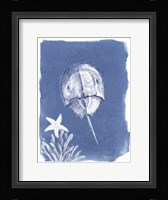 Coastal Sea Life VI Framed Print