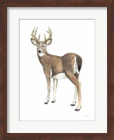 Wilderness Collection Deer II Fine Art Print