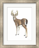 Wilderness Collection Deer II Fine Art Print