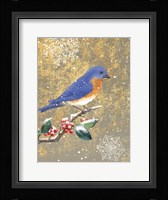 Winter Birds Bluebird Color Fine Art Print