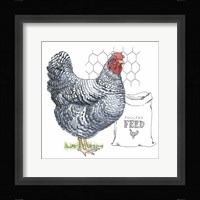 Fun at the Coop III Framed Print