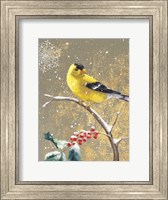 Winter Birds Goldfinch Color Fine Art Print