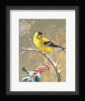 Winter Birds Goldfinch Color Framed Print