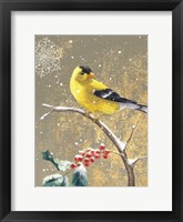 Winter Birds Goldfinch Color Framed Print