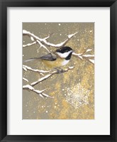 Winter Birds Chickadee Color Framed Print