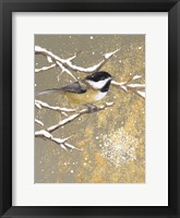 Winter Birds Chickadee Color Framed Print