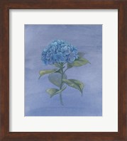 Blue Hydrangea IV Fine Art Print