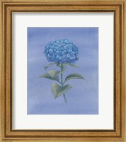 Blue Hydrangea III Fine Art Print