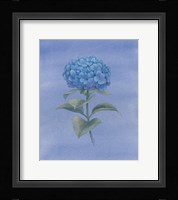 Blue Hydrangea III Framed Print