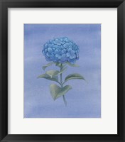 Blue Hydrangea III Fine Art Print