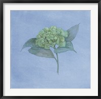 Blue Hydrangea II Fine Art Print