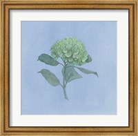 Blue Hydrangea I Fine Art Print