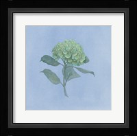 Blue Hydrangea I Framed Print