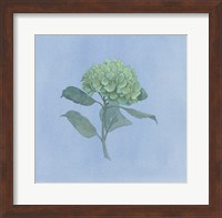 Blue Hydrangea I Fine Art Print