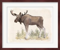 Wilderness Collection Moose Fine Art Print