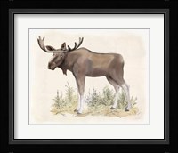 Wilderness Collection Moose Framed Print