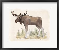 Wilderness Collection Moose Framed Print