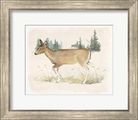 Wilderness Collection Deer Fine Art Print