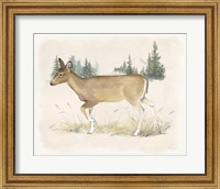 Wilderness Collection Deer Fine Art Print