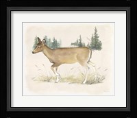 Wilderness Collection Deer Framed Print