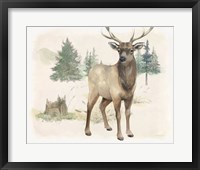 Wilderness Collection Elk Framed Print
