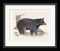Wilderness Collection Bear Framed Print