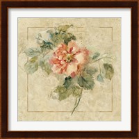 Provence Rose II Fine Art Print