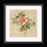 Provence Rose II Framed Print