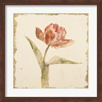 Vintage Flaming Parrot Tulip Crop Fine Art Print