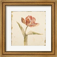 Vintage Flaming Parrot Tulip Crop Fine Art Print